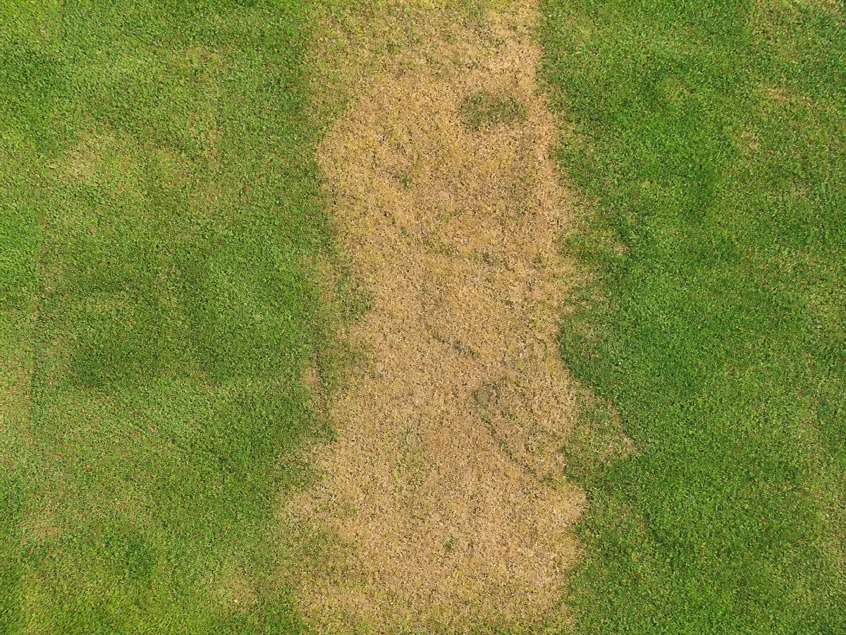 Top-down lawn view showing a brown gap between greener areas of grass.