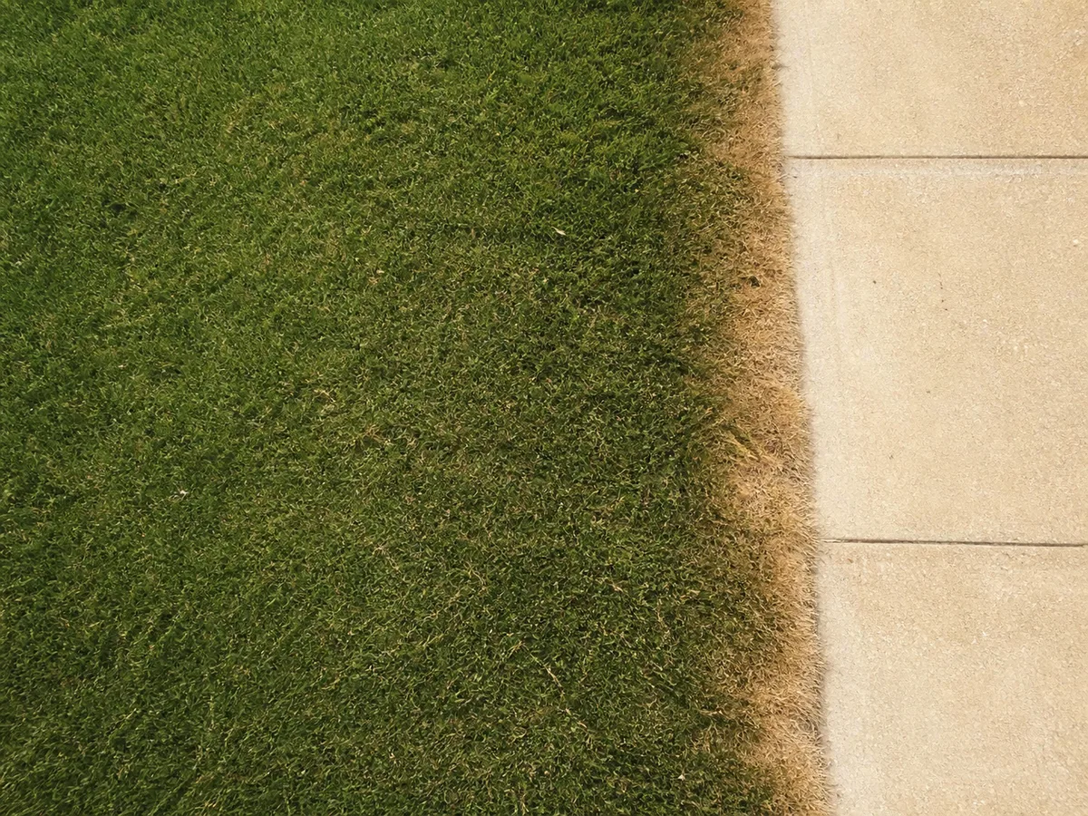 Top-down lawn view showing a narrow brown strip beside a concrete sidewalk.