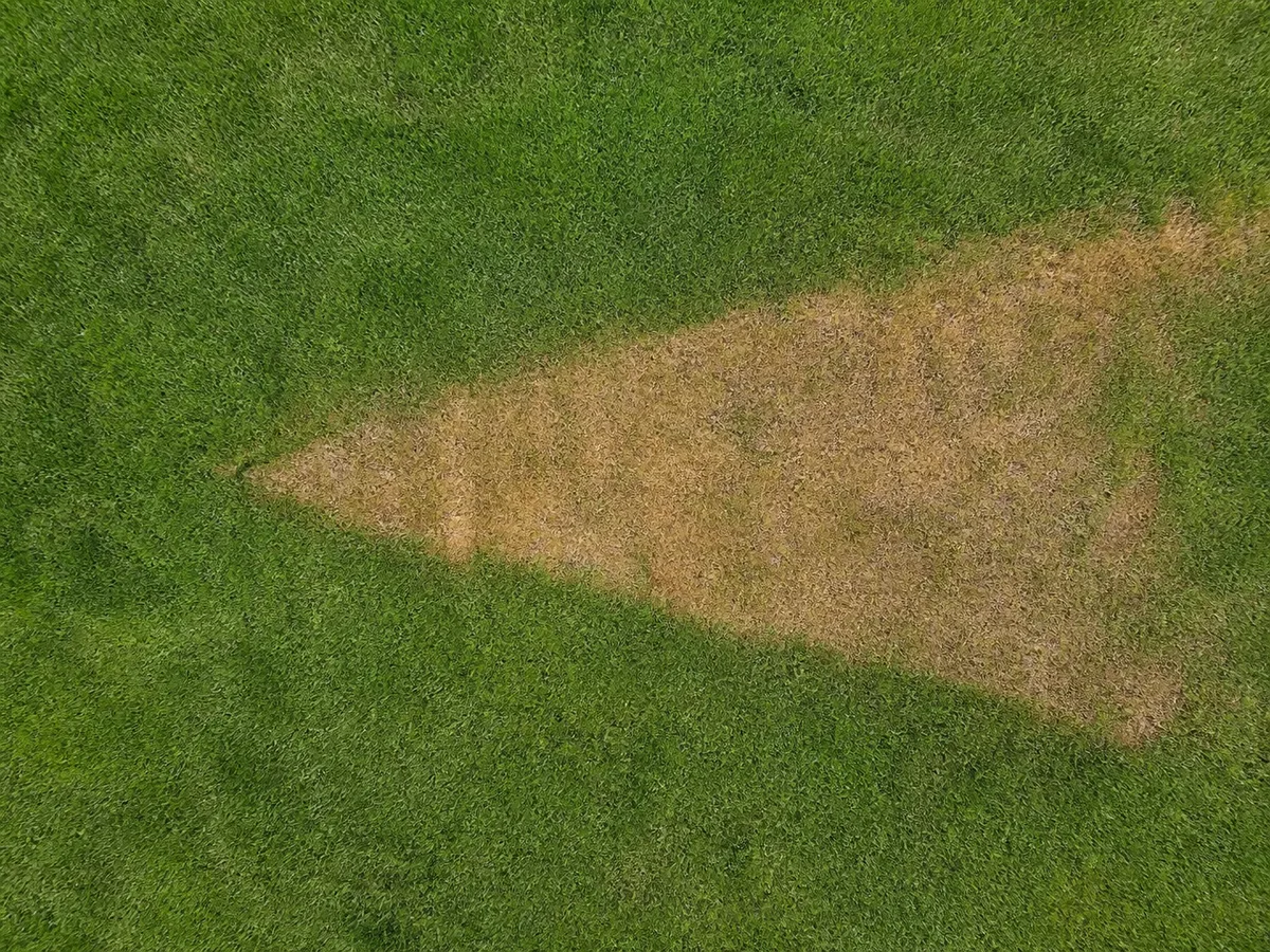 Top-down lawn view showing a fan-shaped brown patch surrounded by green grass.